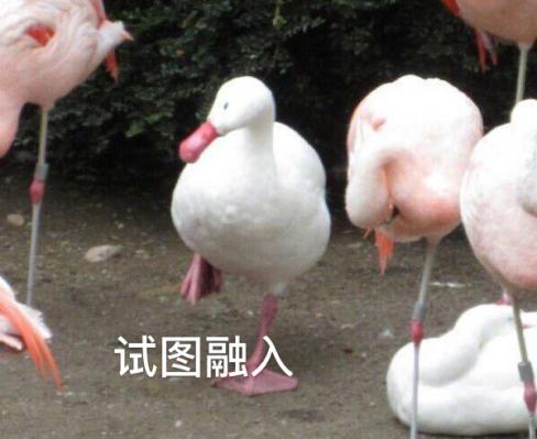 新華互聯網科技正式入駐Bilibili！會摩擦出什么樣火花呢？